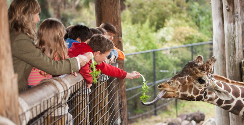 Kinder füttern eine Giraffe über einen Zaun hinweg.